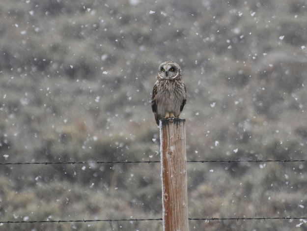 Short Eared Owl. Photo by Mike Lillrose.