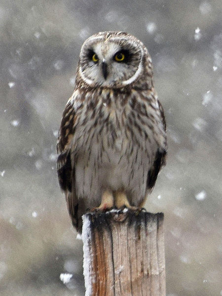 Short Eared Owl closeup. Photo by Mike Lillrose.