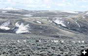 About a mile from the overpass. Photo by Dawn Ballou, Pinedale Online.