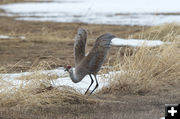 Sandhill Crane. Photo by Arnold Brokling.