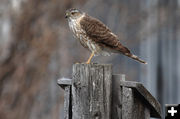 Sharp-Shinned Hawk. Photo by Fred Pflughoft.