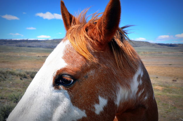 Beautiful mare. Photo by Terry Allen.