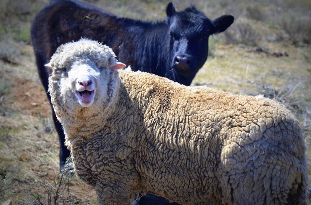 The Ram. Photo by Terry Allen.