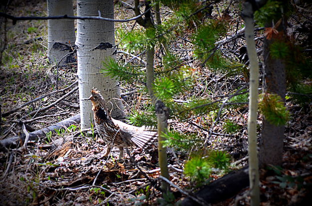 The Bird Who Saw it All. Photo by Terry Allen, Pinedale Online!.