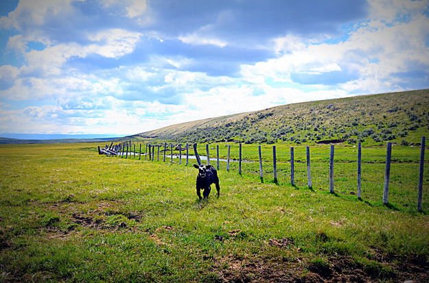 Meet Your Future Beef Steak. Photo by Terry Allen.