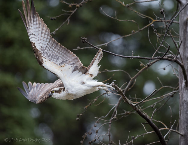 Osprey. Photo by Arnold Brokling.