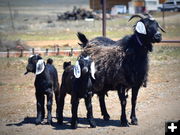 Nanny and Kids. Photo by Terry Allen.