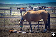 Nap Time. Photo by Terry Allen.