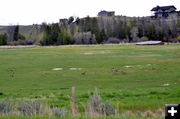 Geese Along the Way. Photo by Terry Allen.