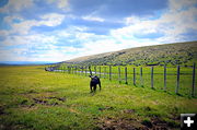 Meet Your Future Beef Steak. Photo by Terry Allen.