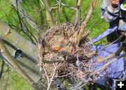 Baby Robin. Photo by Terry Allen.