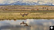 Final approach. Photo by Dave Bell.