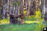 Cow and calf moose. Photo by Arnie Brokling.