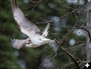 Osprey. Photo by Arnold Brokling.