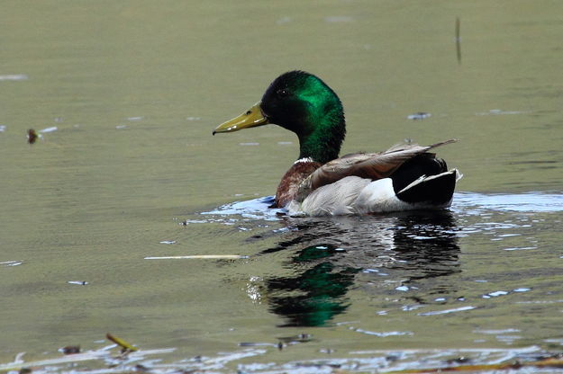 Mallard. Photo by Fred Pflughoft.