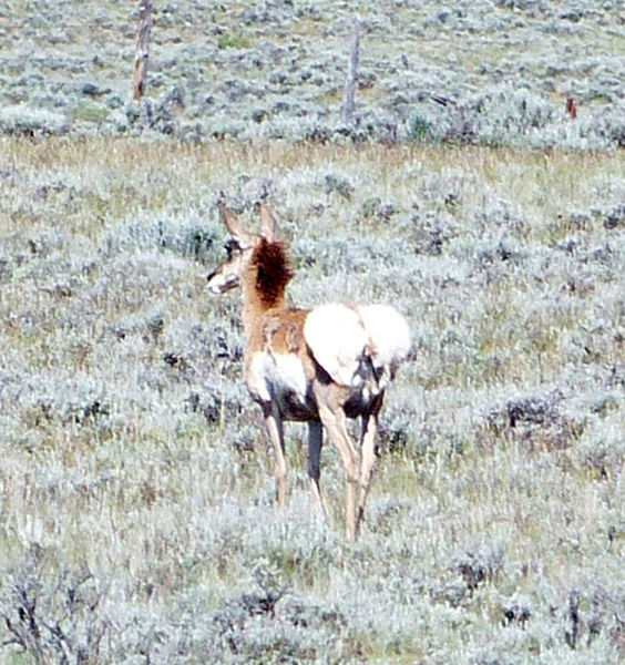 Giving birth. Photo by Dawn Ballou, Pinedale Online.