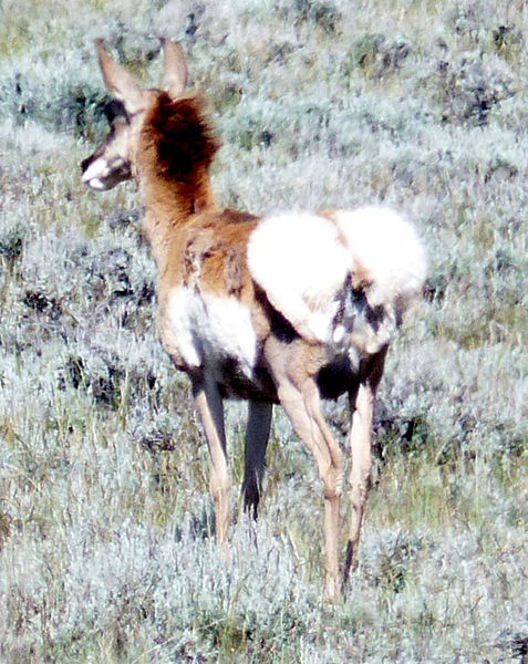 In progress. Photo by Dawn Ballou, Pinedale Online.