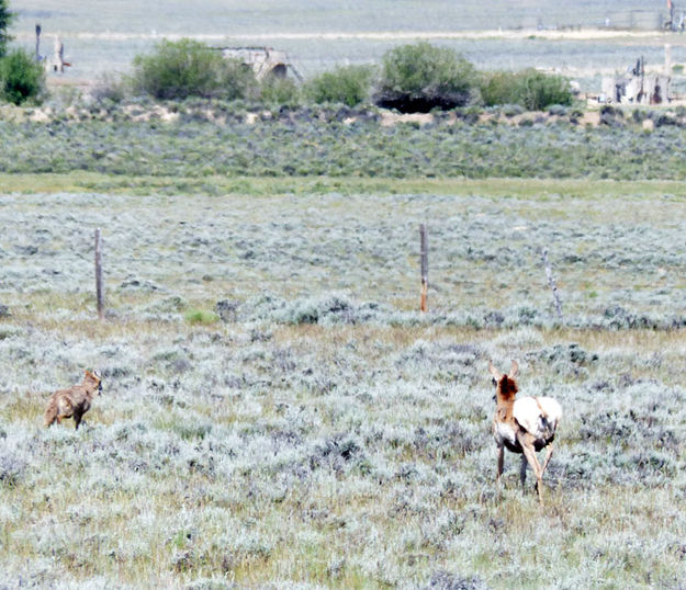 Warning. Photo by Dawn Ballou, Pinedale Online.