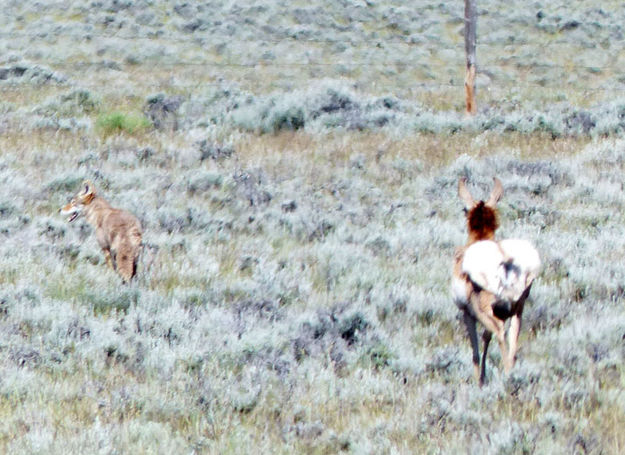 Running it off. Photo by Dawn Ballou, Pinedale Online.