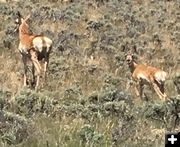 Out for a stroll. Photo by Renee' Smythe.