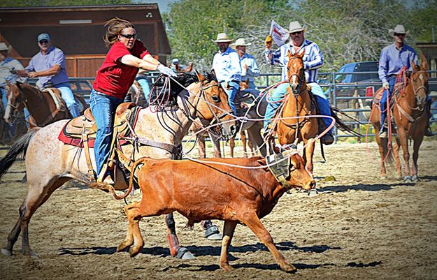 Steer Roping. Photo by Terry Allen.