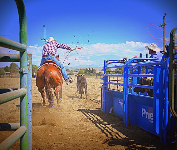 Busting Out of the Chute. Photo by Terry Allen.