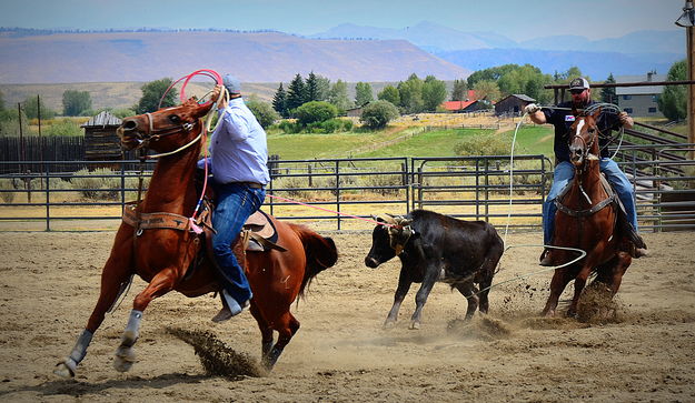 Heading and Heeling. Photo by Terry Allen.