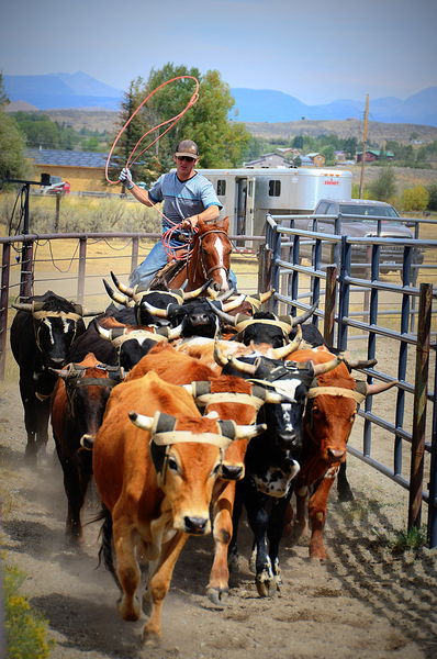 Roping Steers. Photo by Terry Allen.