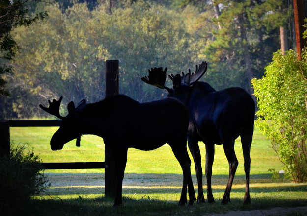 Town Park Moose. Photo by Terry Allen.