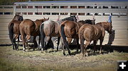 Waiting to Run Down Steers. Photo by Terry Allen.