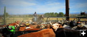 The Herd. Photo by Terry Allen.