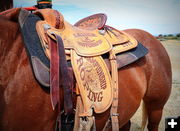 A Past Saddle Winner. Photo by Terry Allen.