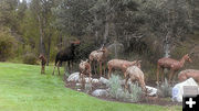 Moose and Pronghorn. Photo by The Log Cabin Motel.