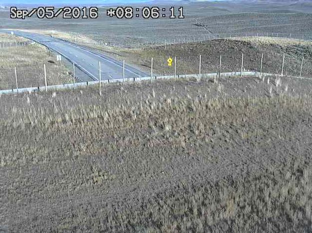Cattle herd approaching. Photo by Trapper's Point Wildlife Overpass webcam.