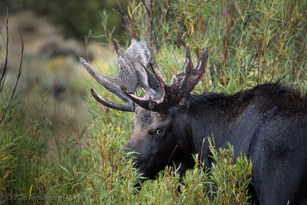 Bull Moose. Photo by Arnold Brokling.