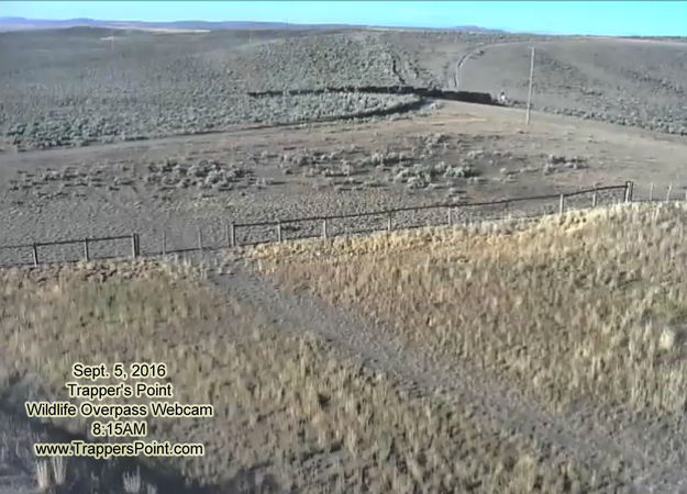 Cattle herd. Photo by Trapper's Point Wildlife Overpass webcam.