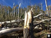 Snapped tree . Photo by Chris Jones, National Weather Service - Riverton, Wyoming .