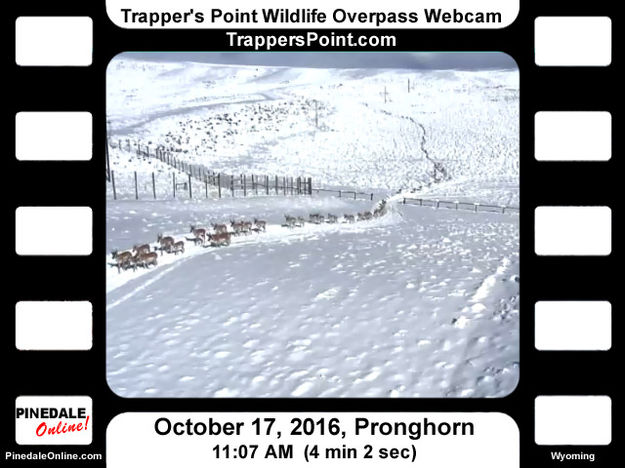 First Snow push. Photo by Trappers Point Wildlife Overpass Webcam.