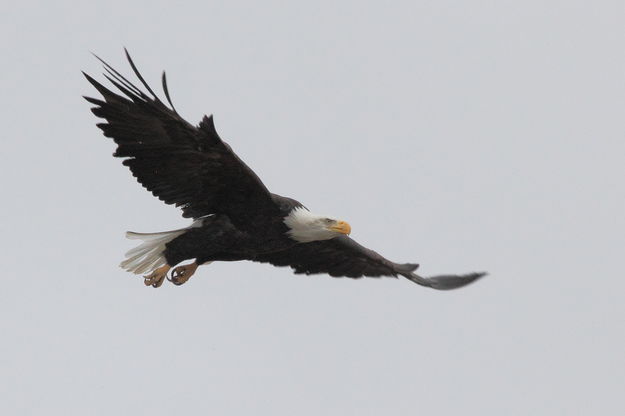 Bald Eagle. Photo by Fred Pflughoft.