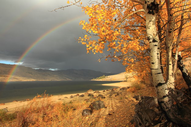 Boulder Lake Rainbow. Photo by Fred Pflughoft.