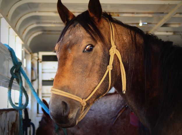 Horse in a trailer. Photo by Terry Allen.
