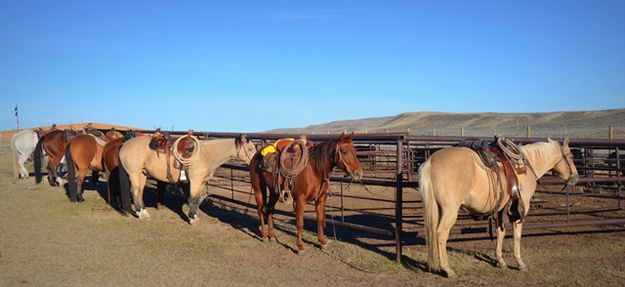 Horses at the Cutting Grounds. Photo by Terry Allen.