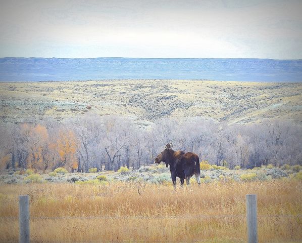 Moose off Paradise Road. Photo by Terry Allen.