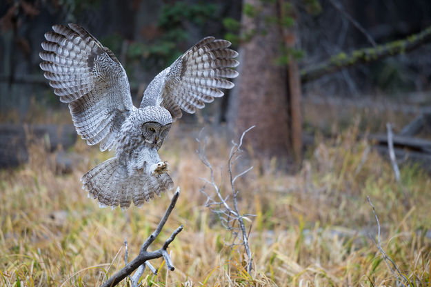 Great Gray. Photo by Arnold Brokling.