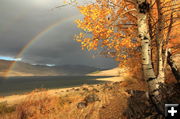 Boulder Lake Rainbow. Photo by Fred Pflughoft.