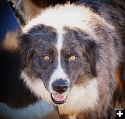 Cow Dog. Photo by Terry Allen.