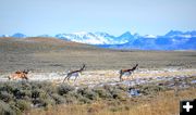 Antelope in the Winds. Photo by Terry Allen.