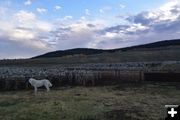 Penned. Photo by Cat Urbigkit, Pinedale Online.