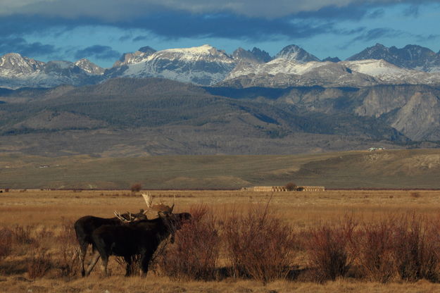Mountain moose. Photo by Fred Pflughoft.