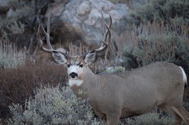 Mule Deer. Photo by Arnold Brokling.